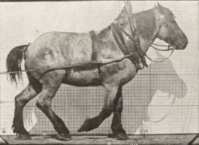 Plate 565 'Dusel' hauling — figure reference